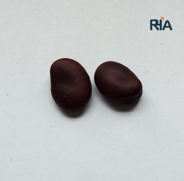 rfid imitation bean tags